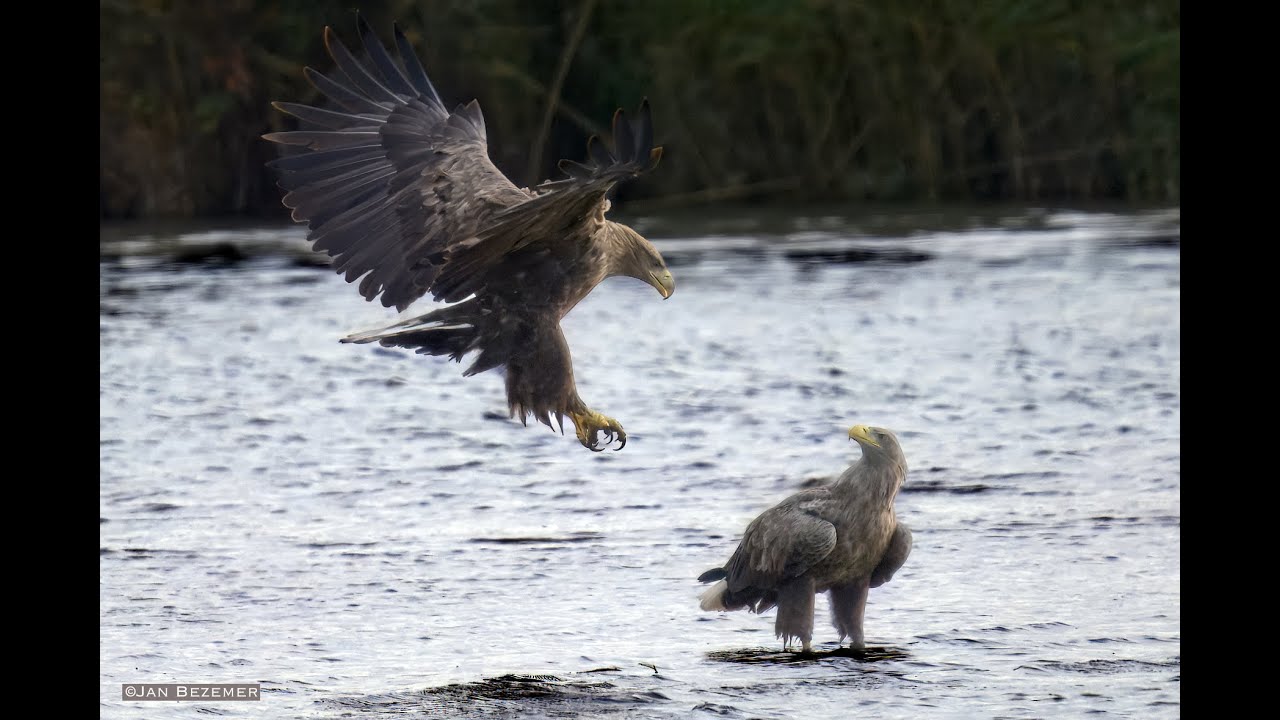 Zeearenden in de Biesbosch