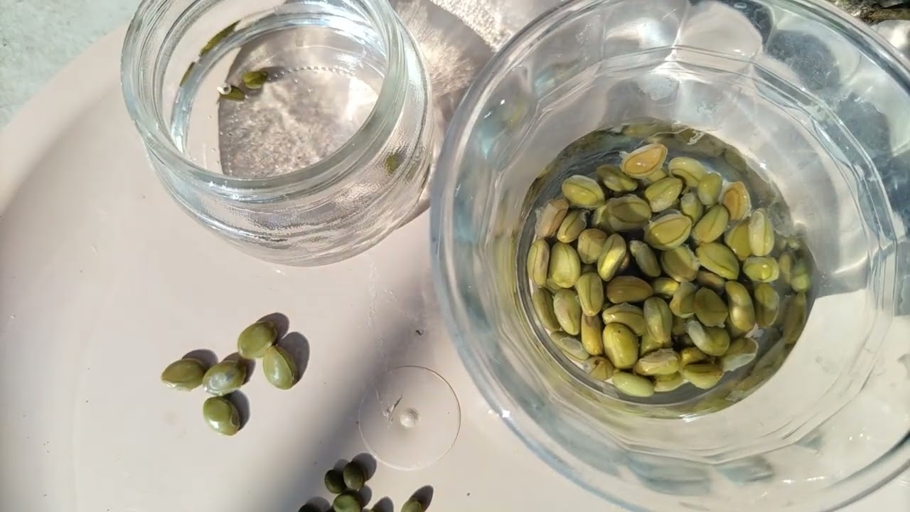Germinaci&oacute;n de semilla de huizache (Acacia)