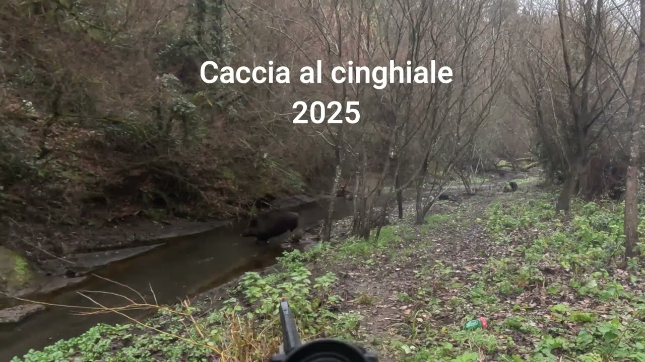 Diego 5 su 5 Caccia al cinghiale 2025 Alto Lazio Boars Falco Hunters Sanglier Jabal&igrave; Domuzu avi