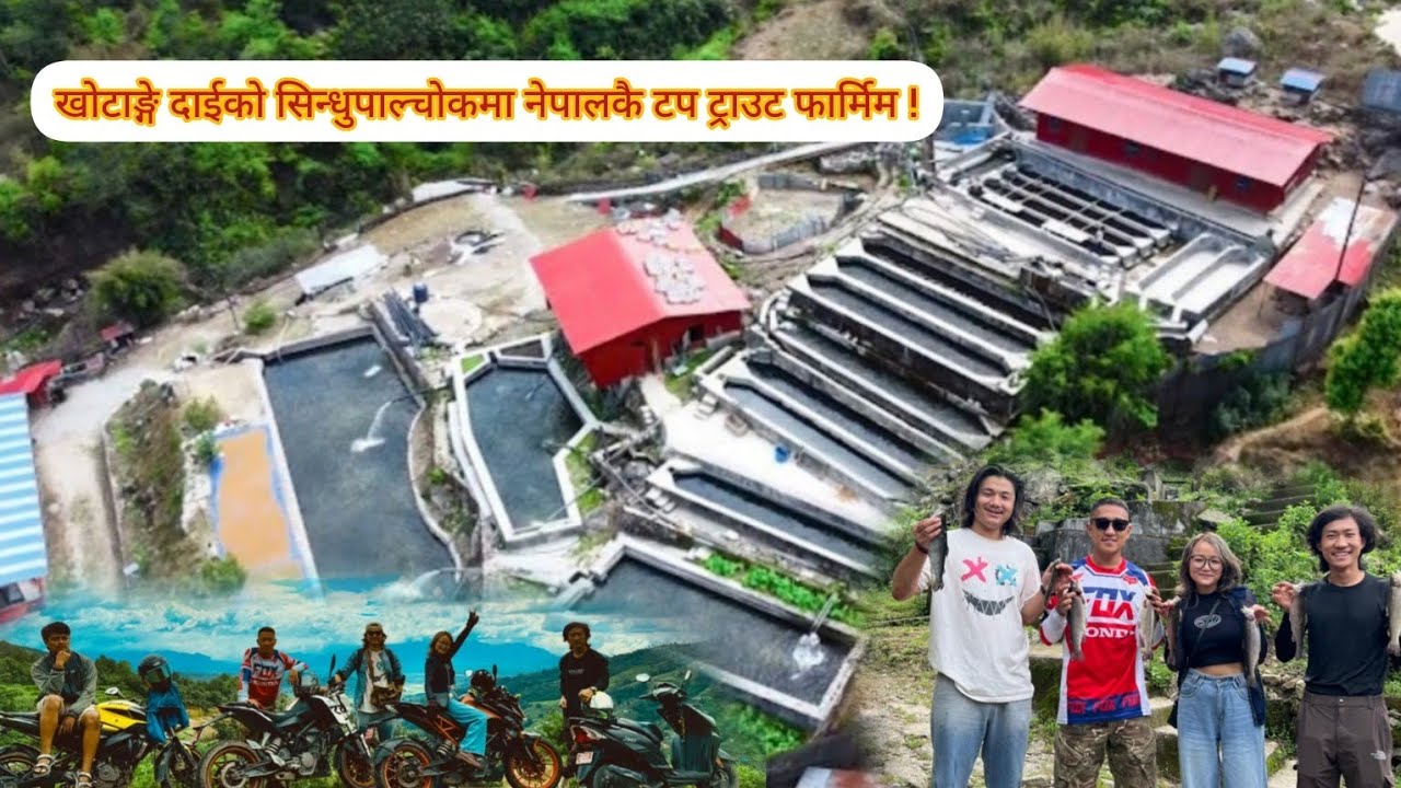 Nepal top & famous Rainbow trout farm at sindhupalchok @harsurai2092 #fish #farming