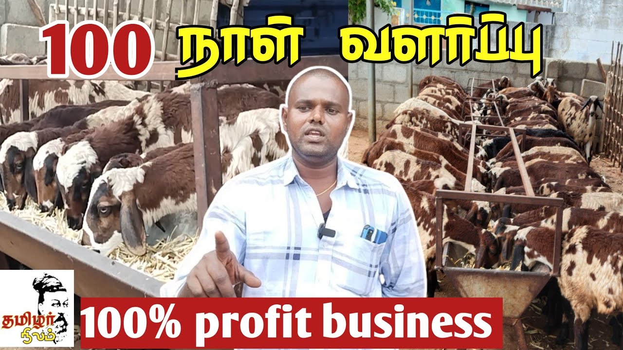 100 நாள் வளர்ப்பு 100% லாபம்/ best idea for farming business