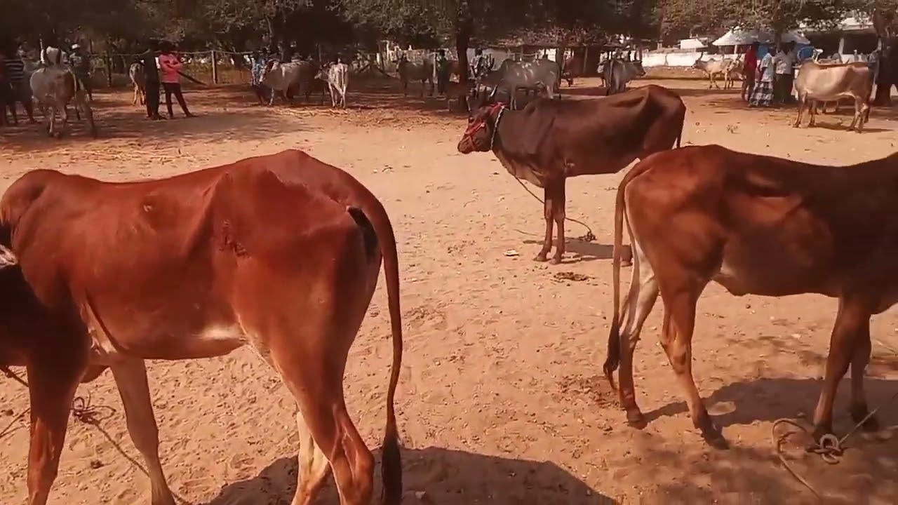 23/02/2025/NATTU MATTU SANTHAI/kangayam kalai