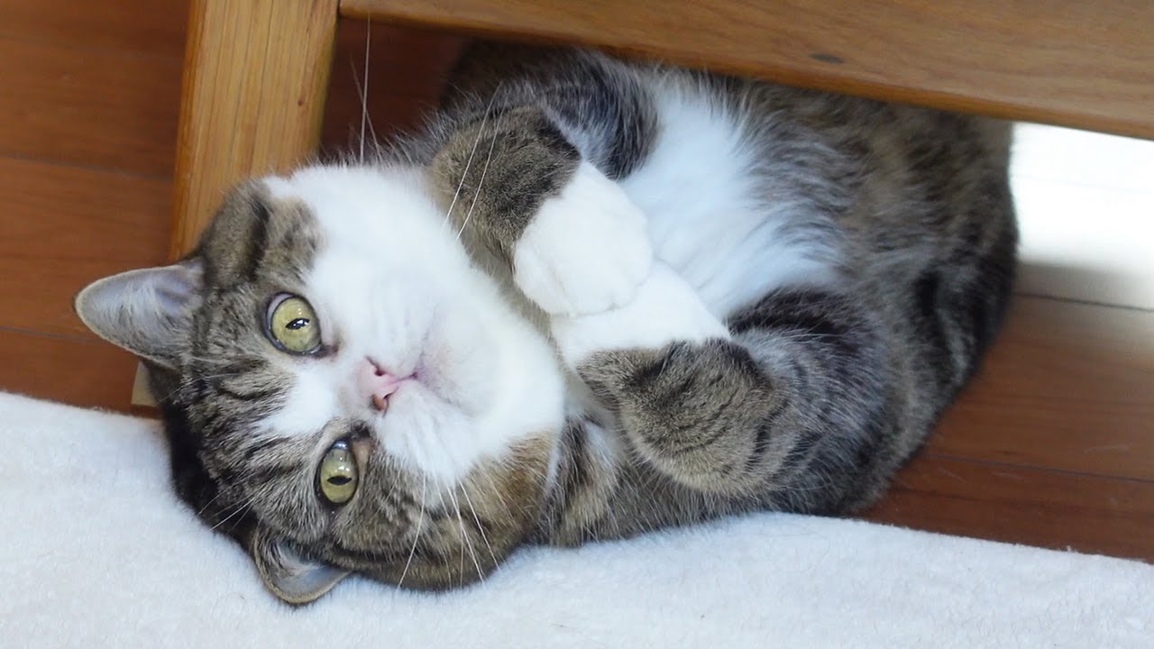 ソファの下のねこ。-Maru plays under the sofa.-