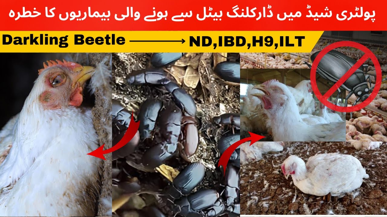 Darkling Beetle Control Strategies for Poultry Farms | मुर्गीपालन फार्म में काला पड़ना 