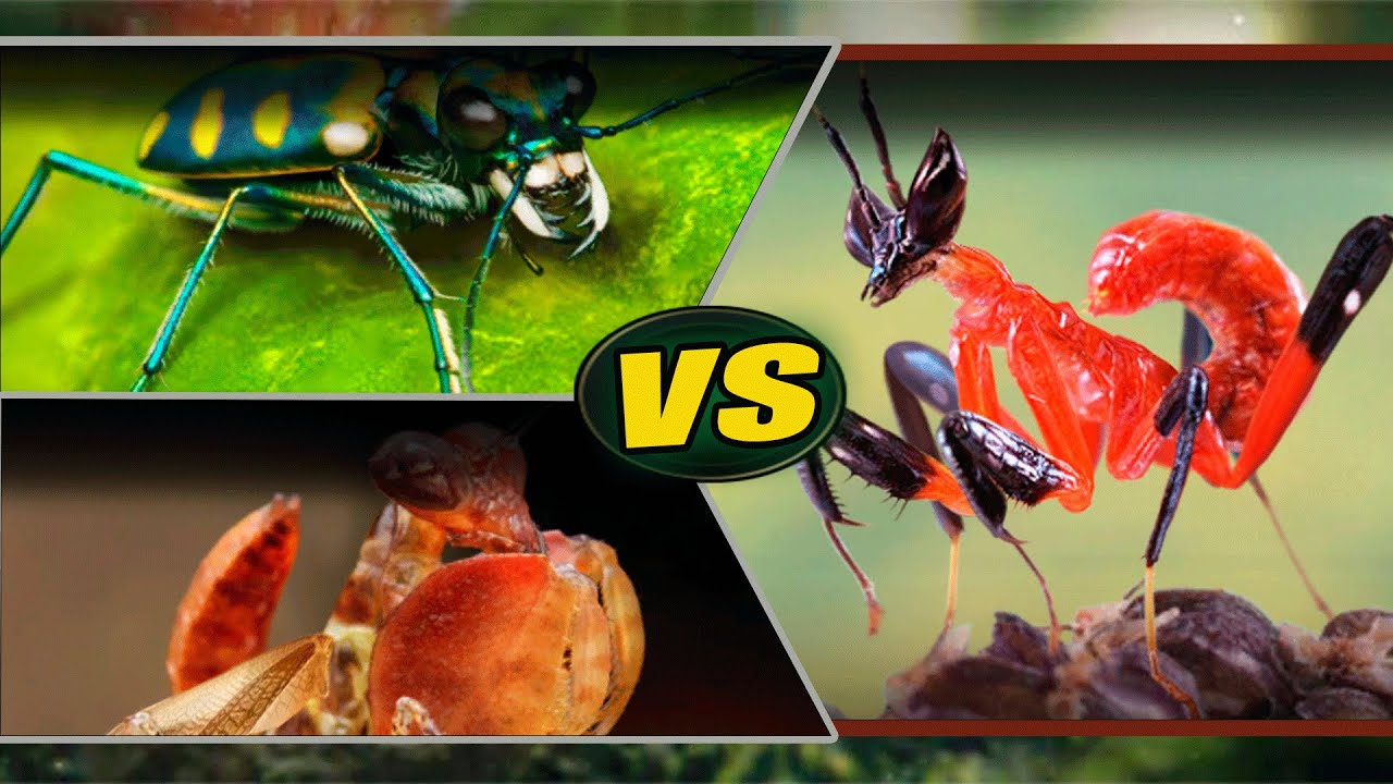 🪲🪳🆚🪲 | Cicindela Aurulenta y Mantis Boxeadora VS Mantis Luchadora | The Ants: Underground Kingdom🐜