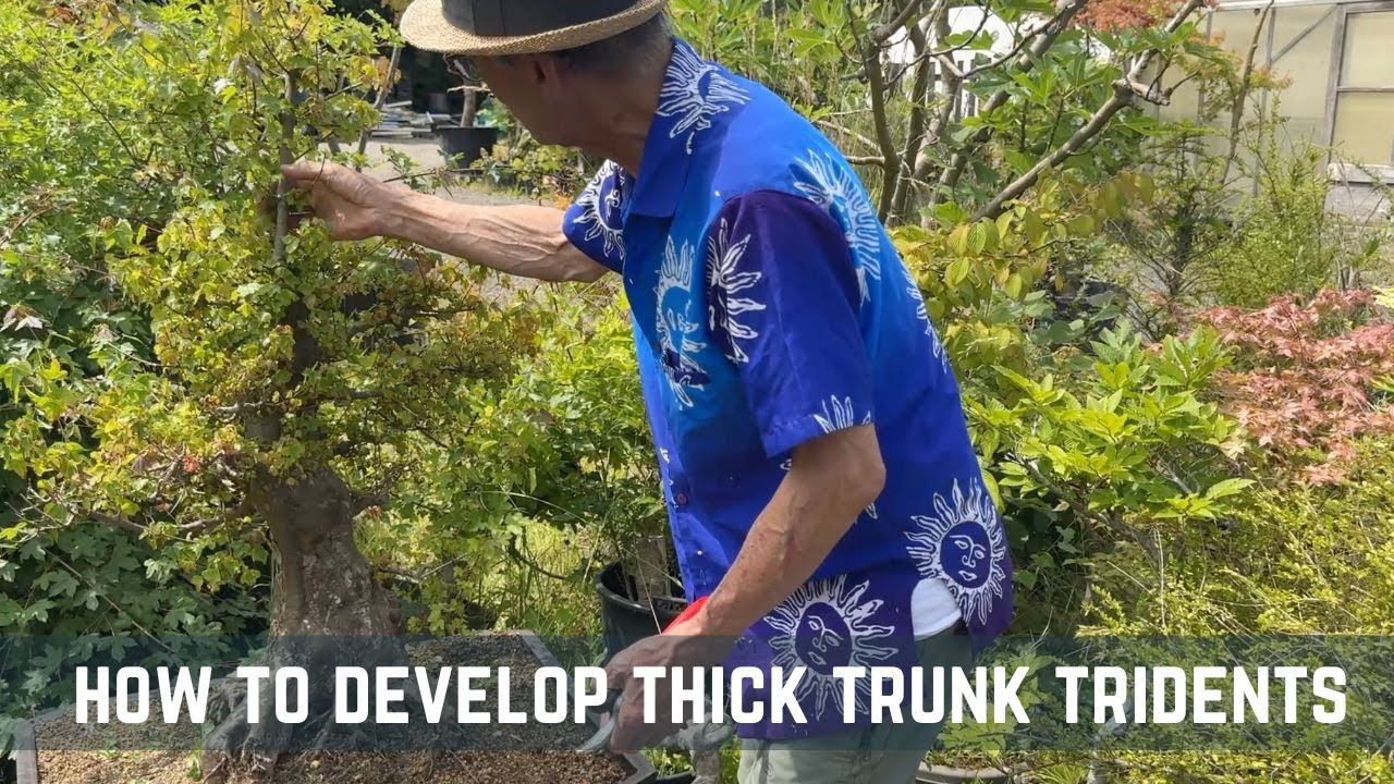How to Develop Thick Trunk Tridents