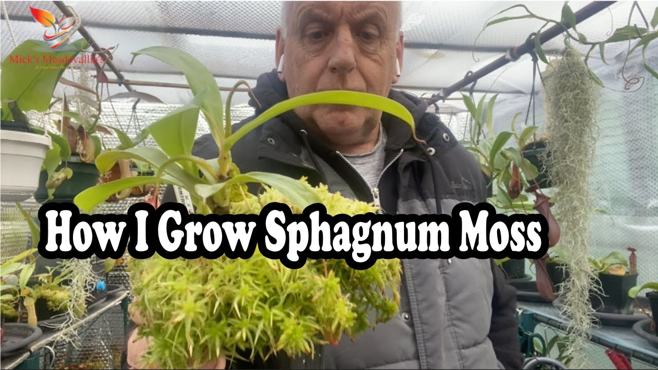 How to Grow Live sphagnum moss for top dressing on my Nepenthes (92)