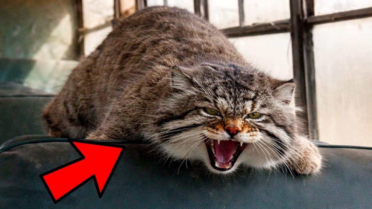 I Found a Pallas’s Cat Hiding Inside an Abandoned Bus… I Had To Save Him!