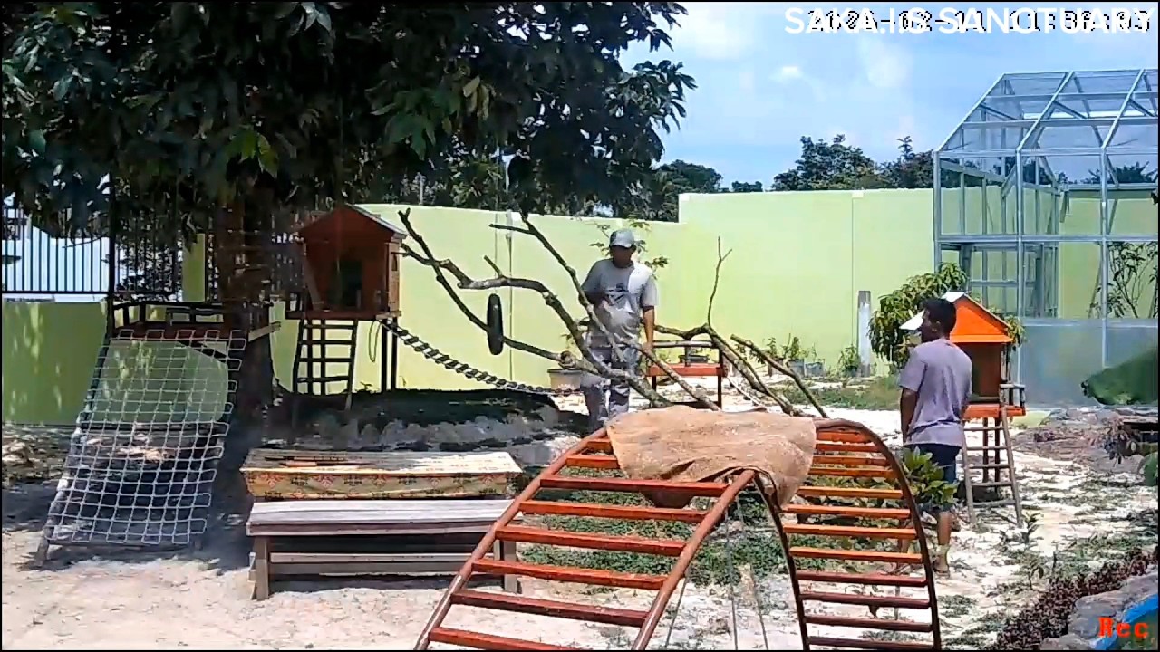 CCTV footage from the care home, additional arrangement of large branches for the monkey playground