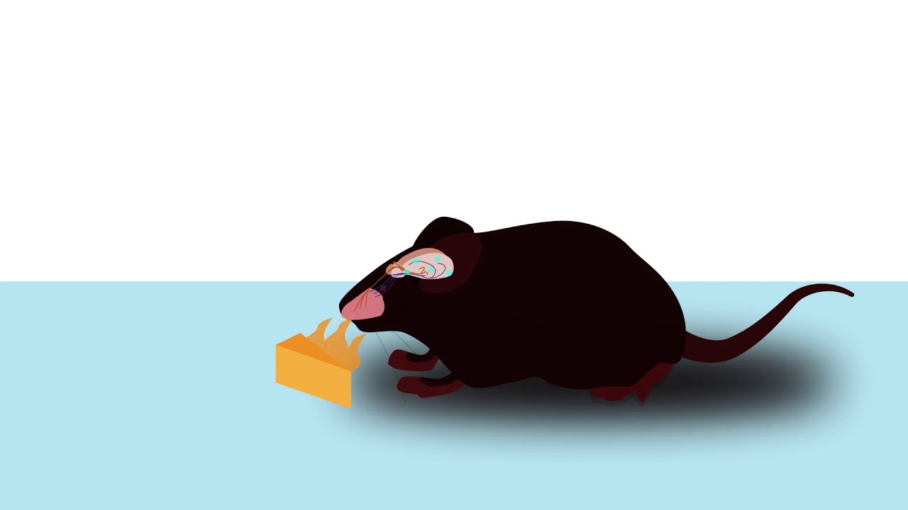 Demystifying the elusive claustrum and how it orchestrates slow-wave activity in the brain