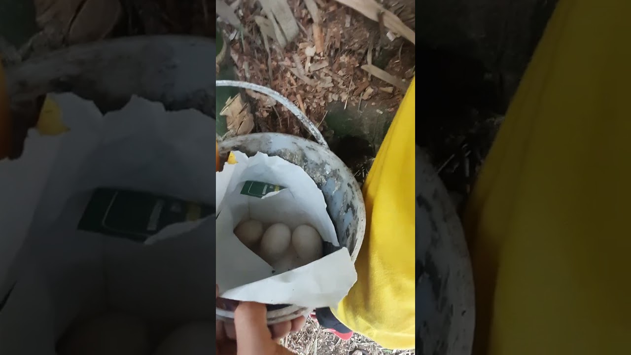 harvest ng mga itlog ng itik