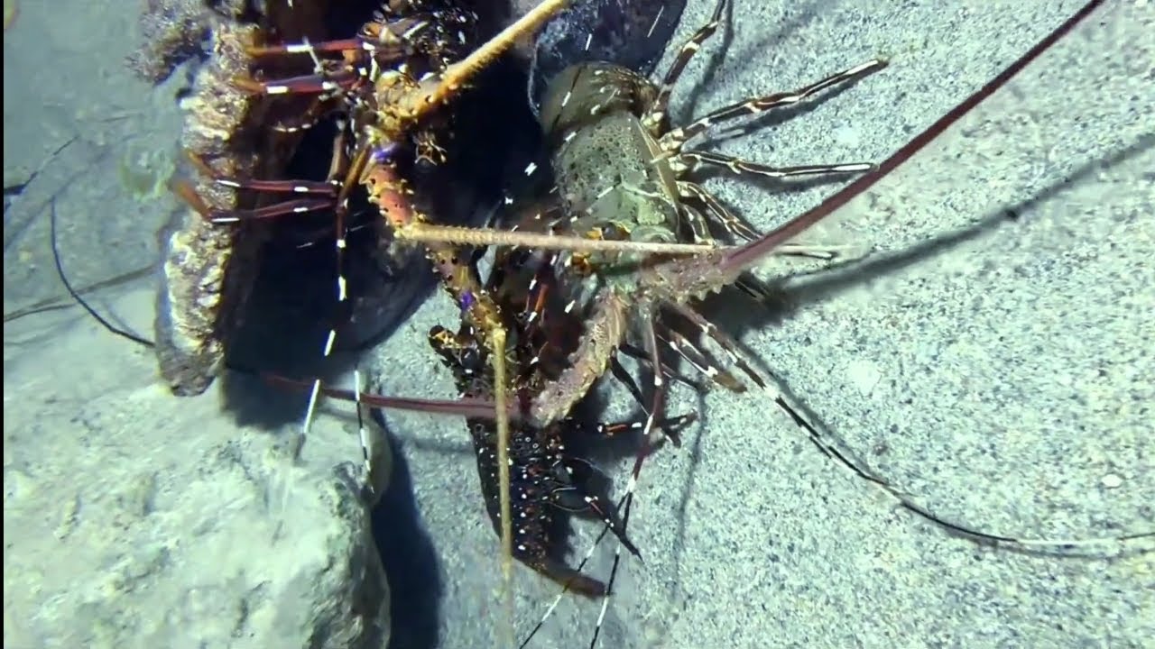 พี่ชายจับ กุ้งหอยปูปลา ในทะเล ep124