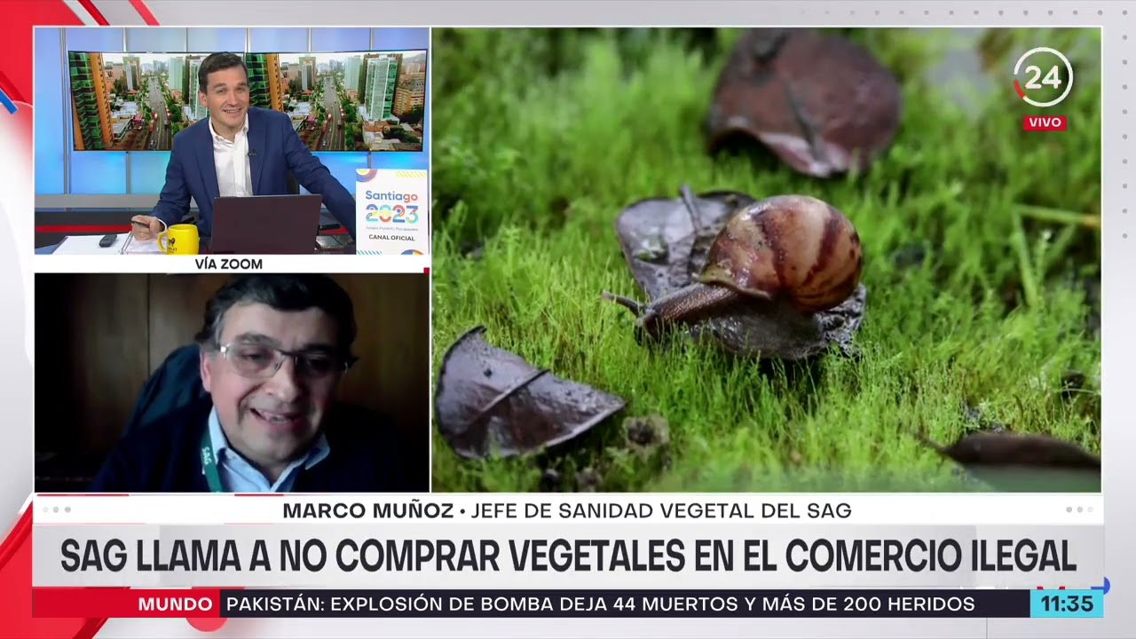 Alerta por el caracol gigante africano: "Puede medir 30 centímetros y llegar a 10 años de edad"