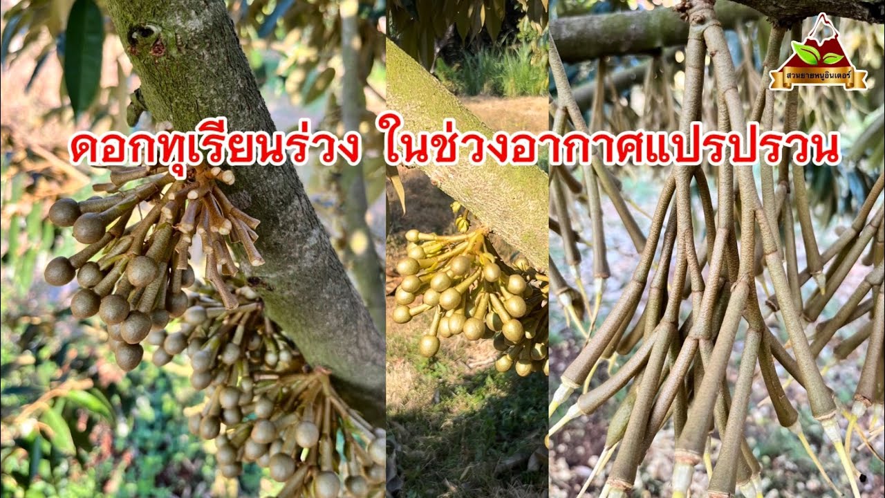 Ep.281 ดอกทุเรียนร่วง ช่วงที่อากาศแปรปรวน มีแนวทางป้องกันยังไง