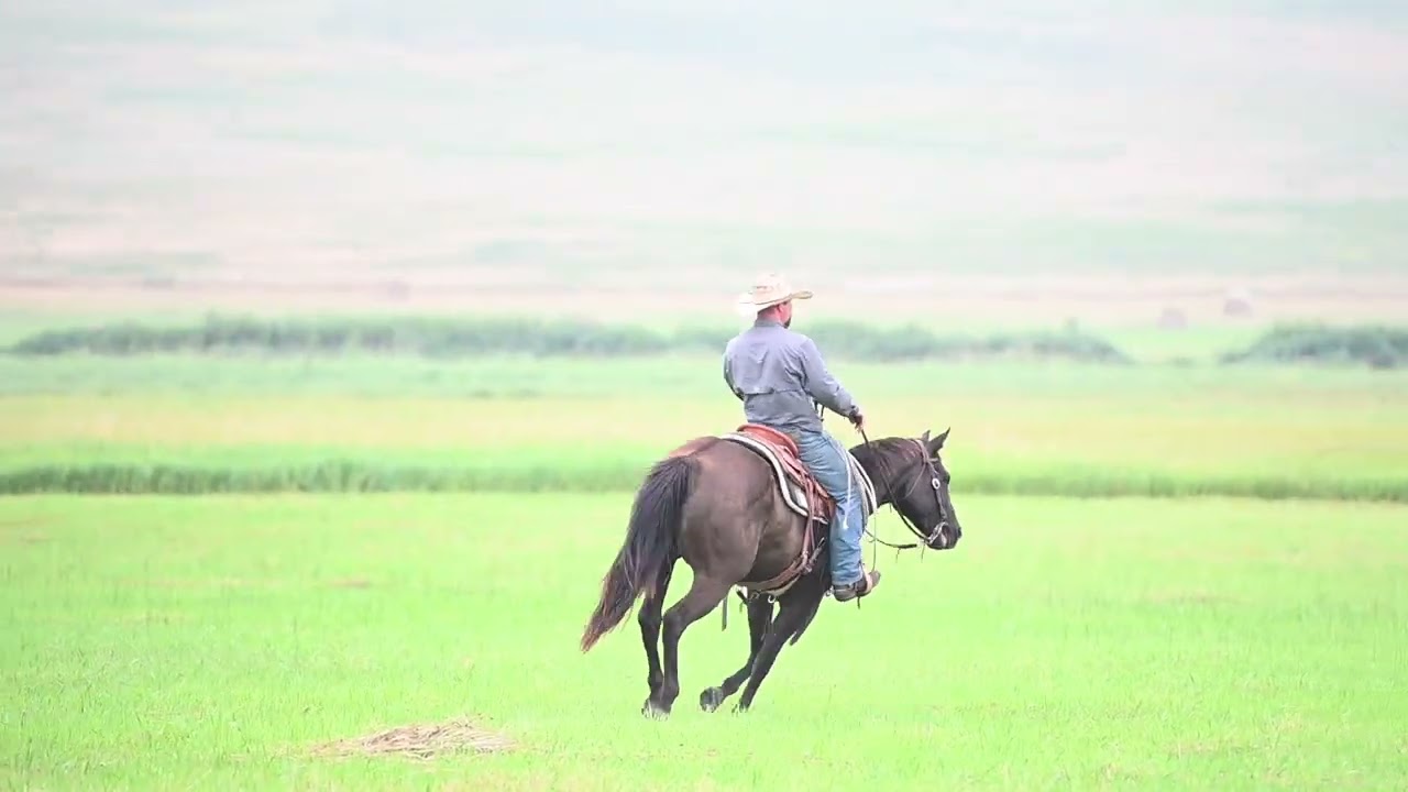 Lot 47 Peppy Shinin Malibu Legend Buttes Horse Sale