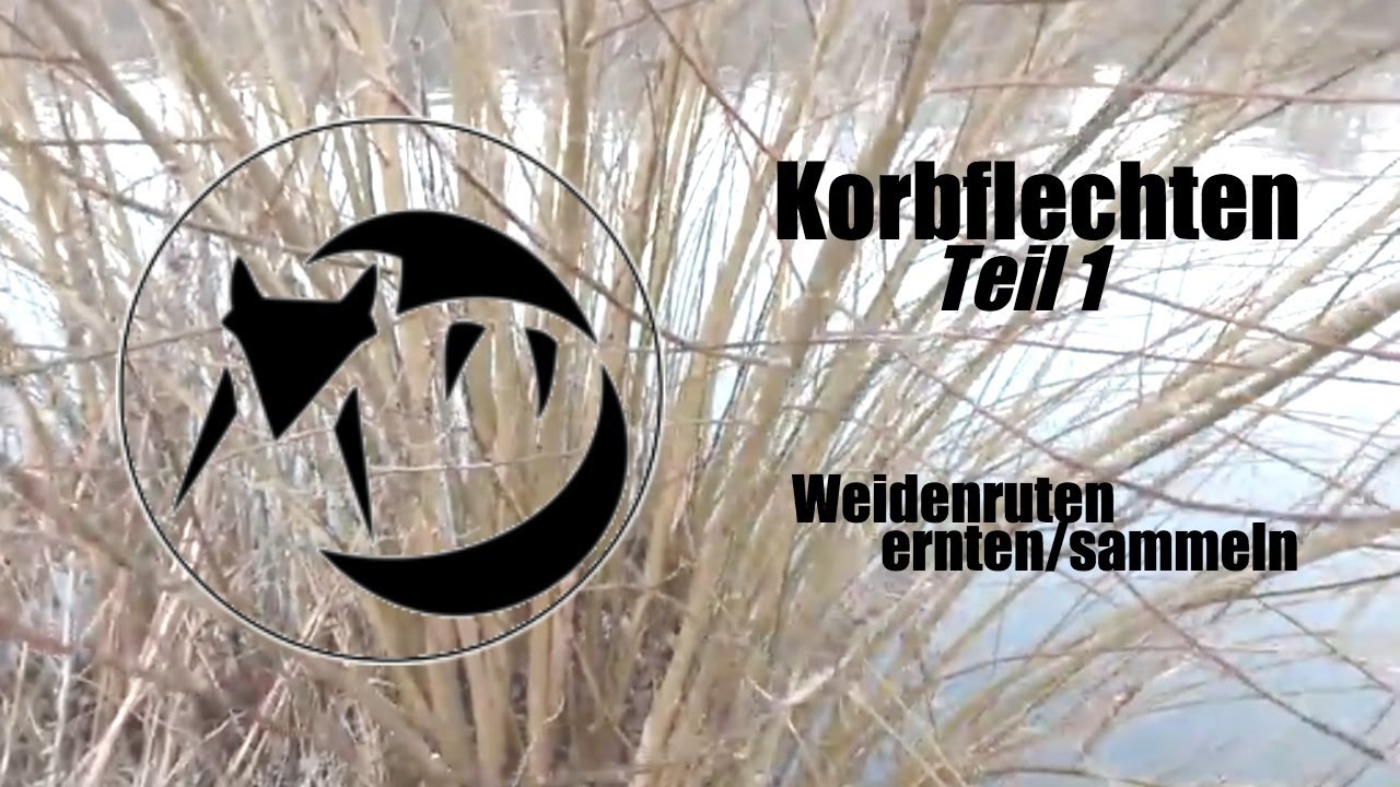 Korbflechten Teil 1 - Weidenruten ernten / sammeln
