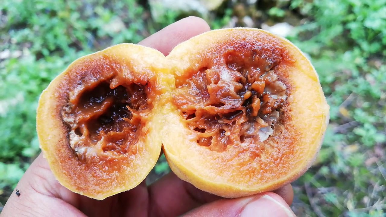 La Mosca de la Fruta en el Durazno!