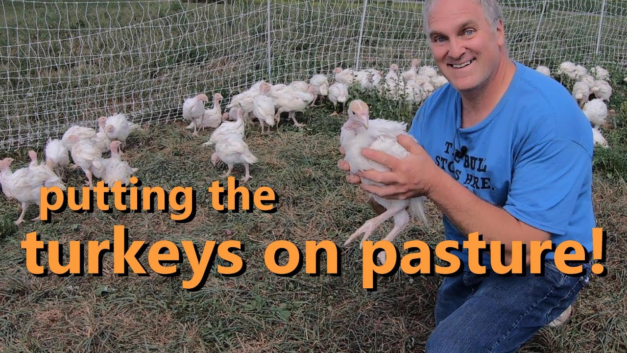 how to grow turkeys on pasture: brooder tips, shelter, fencing, and feeding