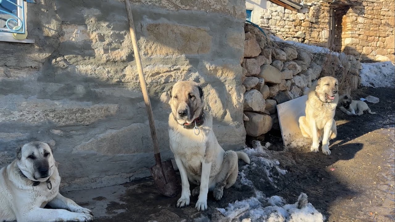 TEK BİR SORU ! YILDIZ İÇİN AZAP MI PAŞA MI ? YORUMLAR SİZDE 