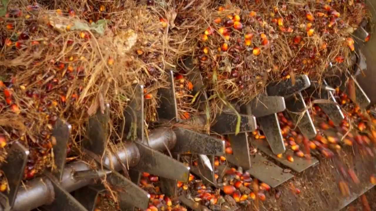 Energia Verde e Amarela / Document&aacute;rio
