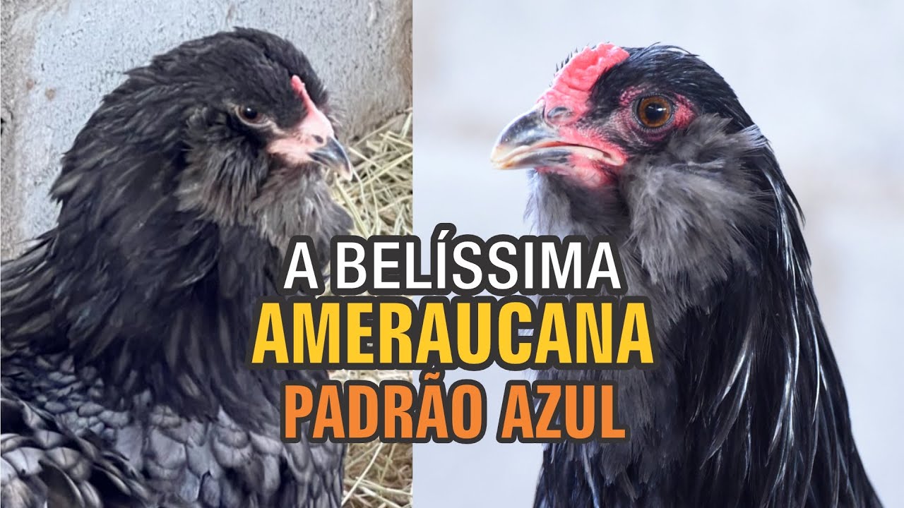 AMERAUCANA PLUMAGEM AZUL