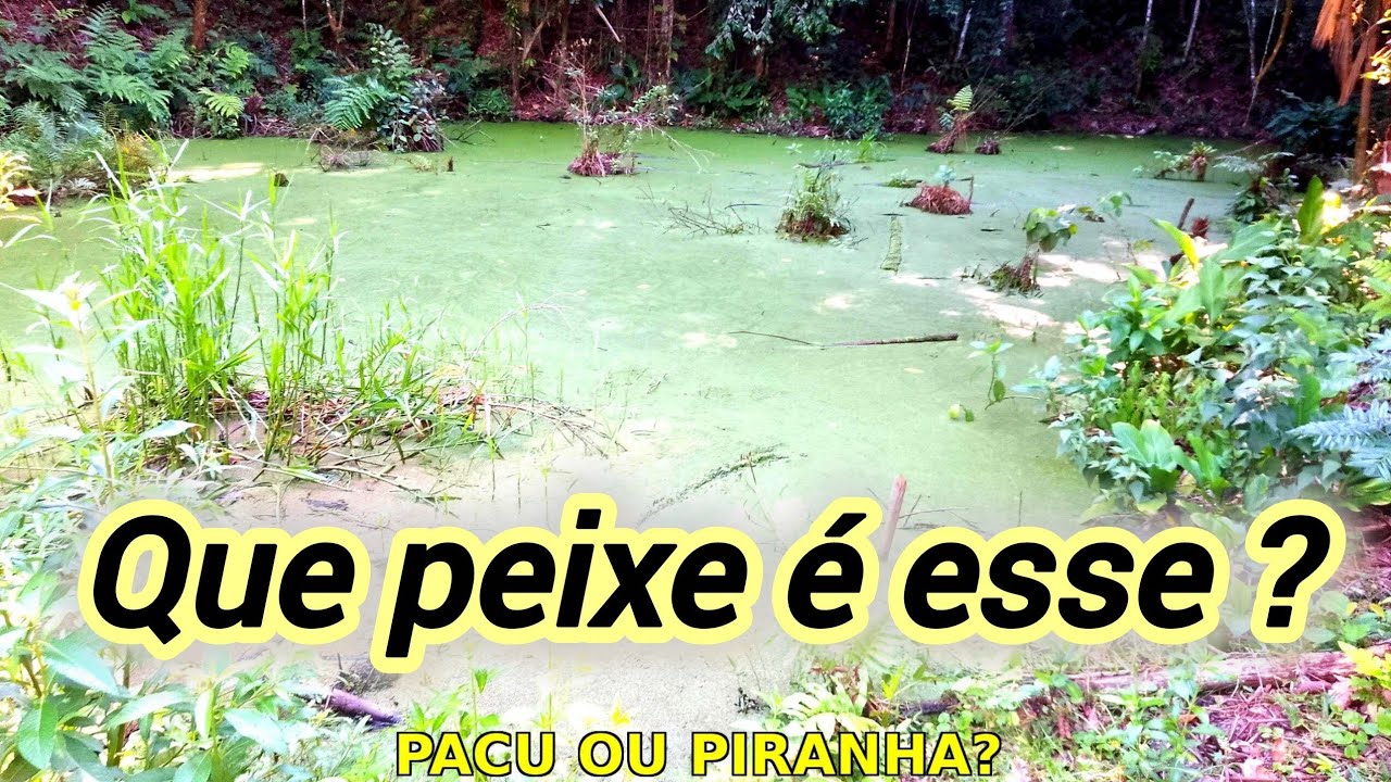 Olha esses peixes que peguei... você sabe que peixe é ?
