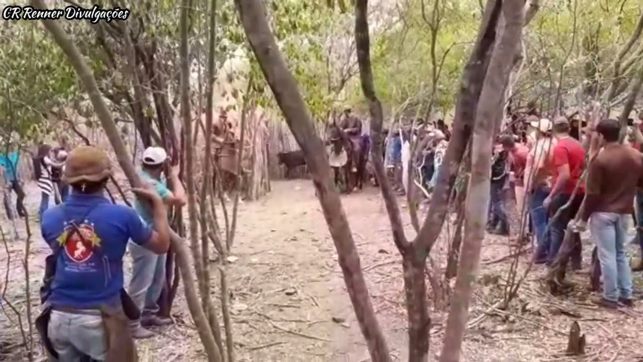 cavalos mansos de boi