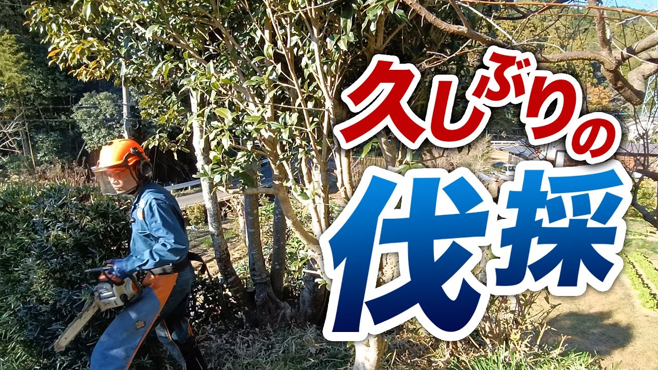 チェーンソー選びで伐採作業は変わります。どちらが危険なのか？