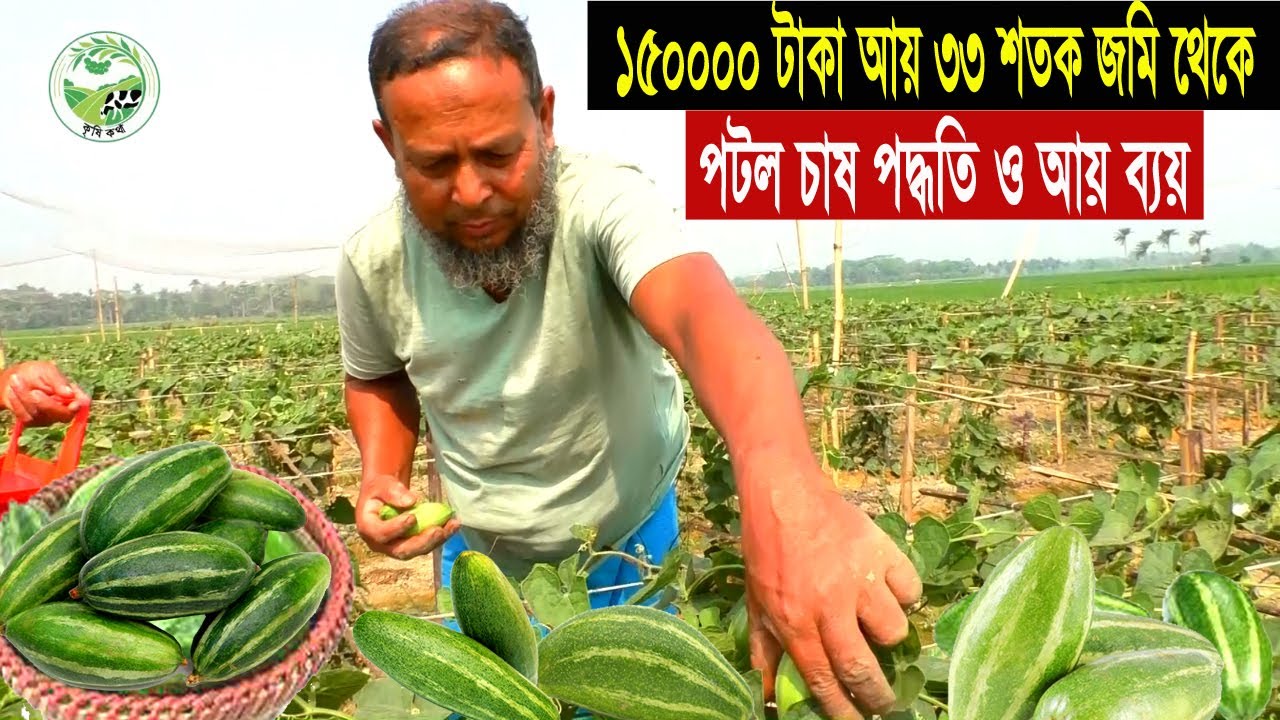 পটল চাষ করে ১৫০০০০ টাকা আয় - চাষ পদ্ধতি ও আয় ব্যয় - সবজি চাষ অধিক লাভ - Pointed Gourd Farming