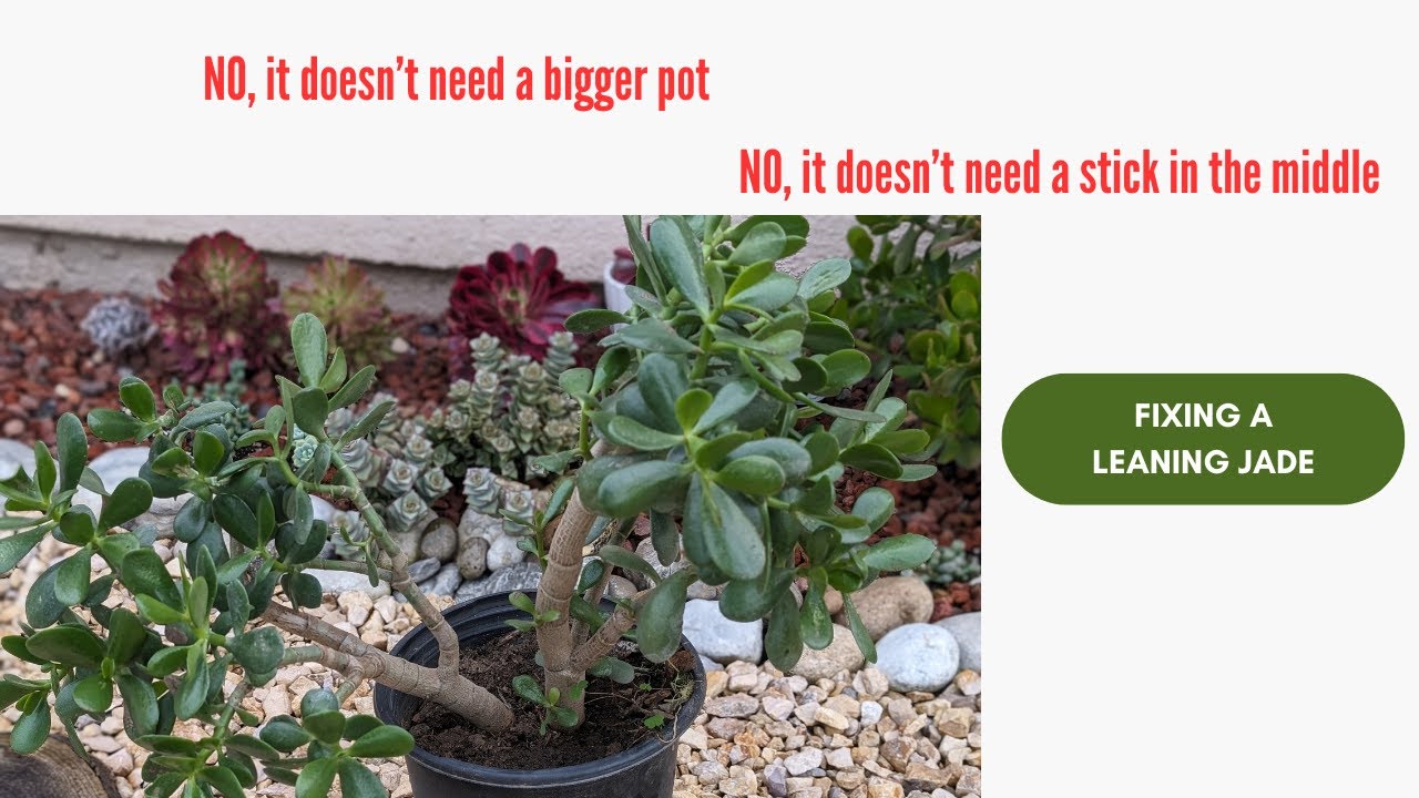 How to fix a leaning Jade the right way. Care and tips for crassula ovata 