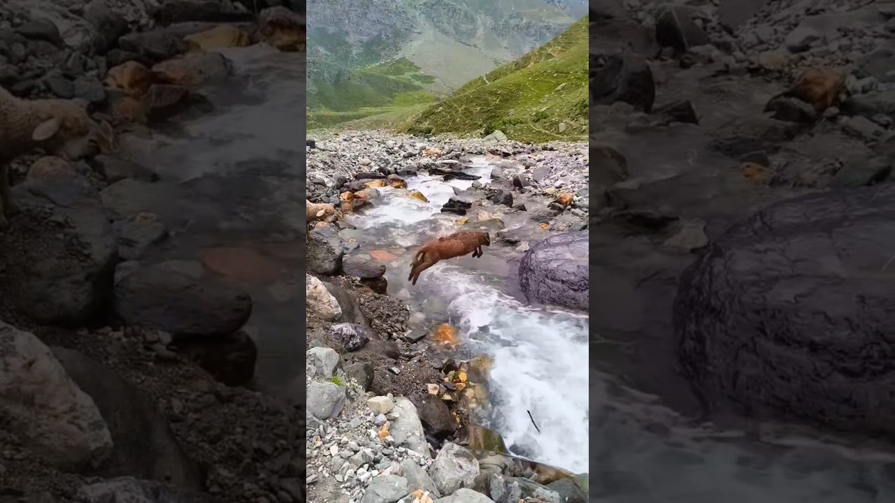 sheep on the water 🌊 in Jammu and Kashmir people #sheep #farmer #shorts #sehar