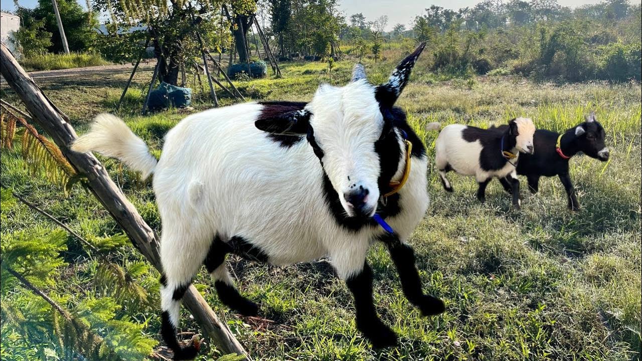 They are running away from each other, the goats are domesticated.
