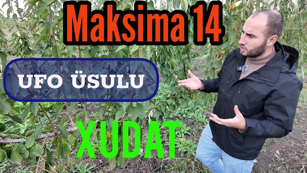Bu üsulnan əkilən ilk Gilas bağıdır baxaq nəticə necə olcaq