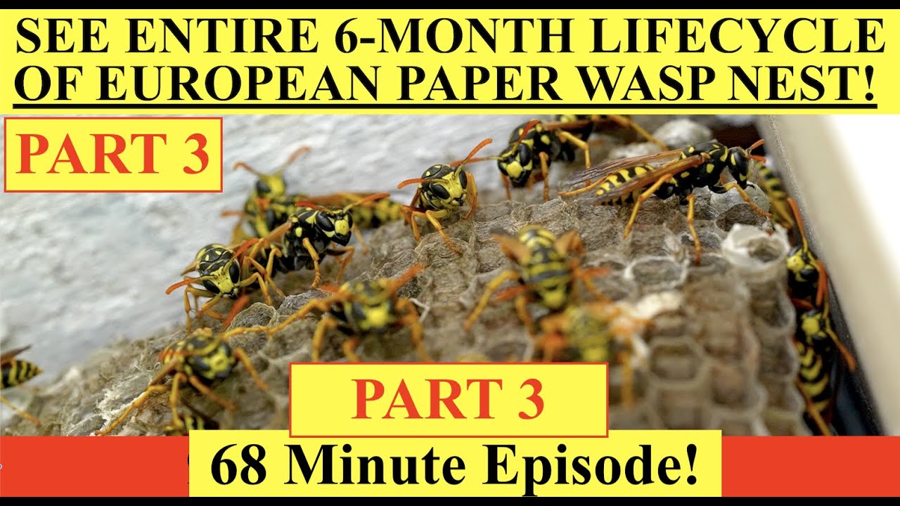 PART 3 - SEE WASP NEST GROW OVER 6 MONTHS! European Paper Wasp Series (Polistes Dominula)! Enjoy!