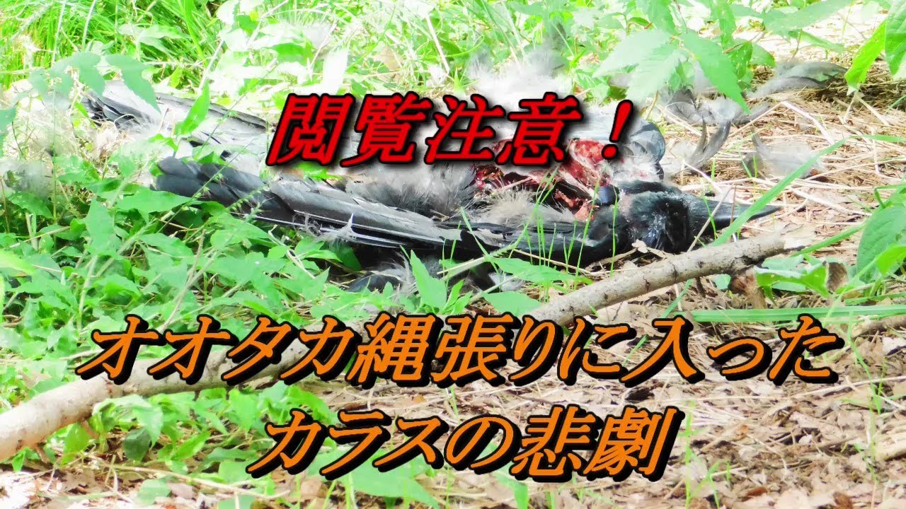 【閲覧注意】オオタカの餌食となったカラス Crow that fell prey to Goshawk2022年7月26日～9月17日撮影