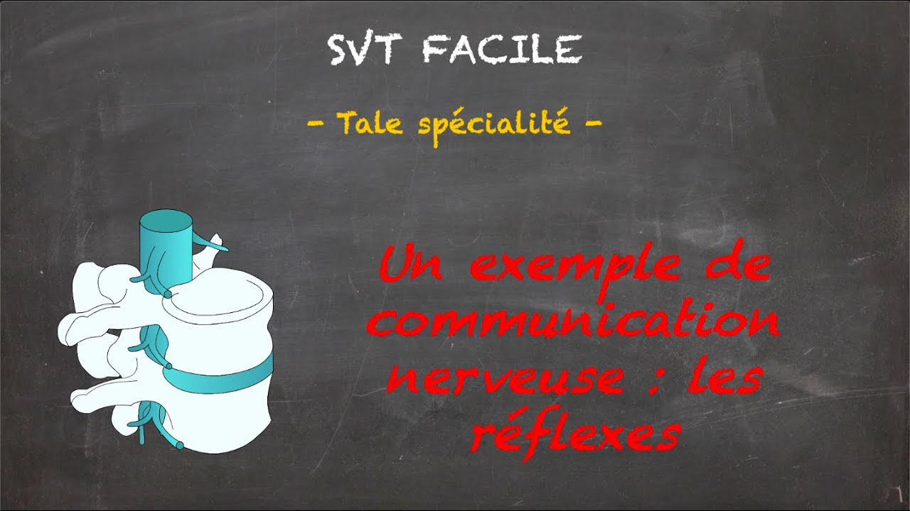 SVT FACILE - Tale spé. - Un exemple de communication nerveuse : les réflexes