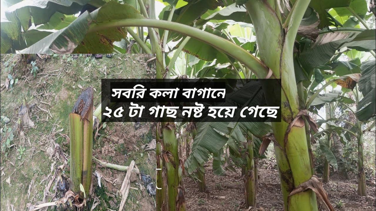 সবরিকলা বাগানে ২৫ টা গাছ নষ্ট হয়ে গেছে