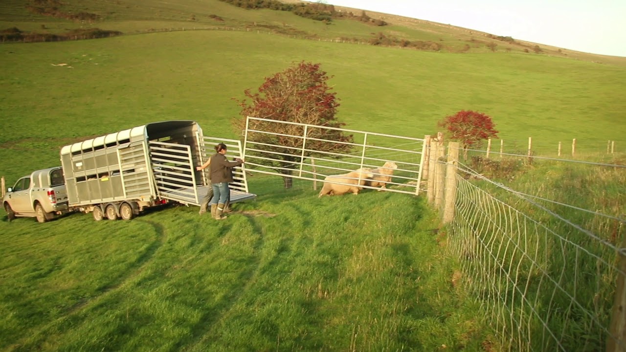 Sheep Shape episode 4: Tupping