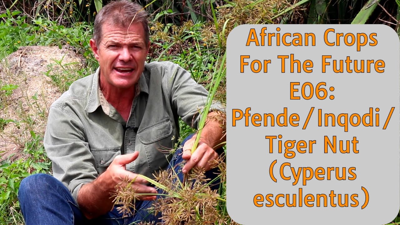 African Crops For the Future E06: Pfende/Inqodi/Tiger Nut (Cyperus esculentus)
