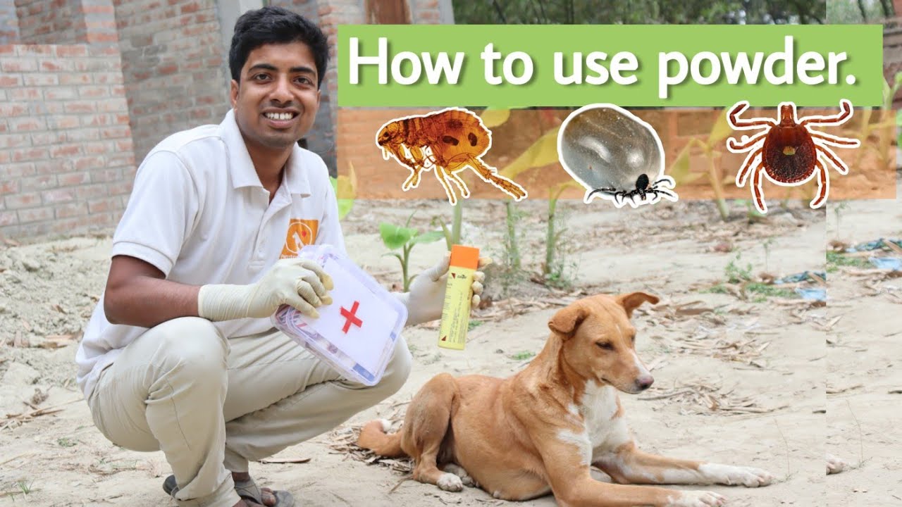 Removing stubborn ticks and fleas from our street dogs.