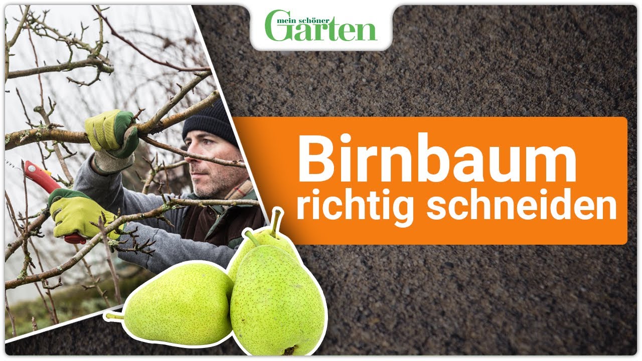 Baumpflege im Winter: Birnbaum richtig schneiden - Einfache Anleitung f&uuml;r gesunde B&auml;ume