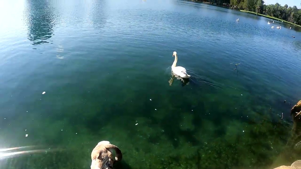 Walking Around Lake Eola Park Orlando Florida 2023