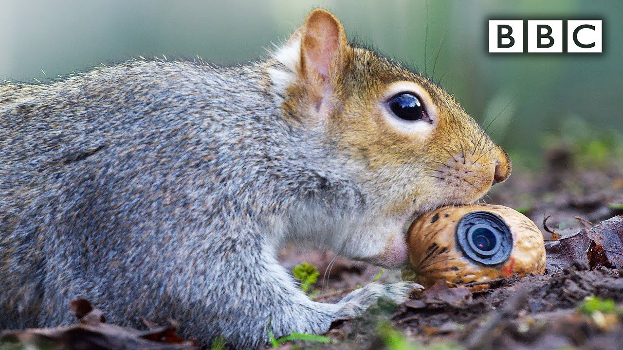 Squirrel steals a fake nut | Spy in the Wild - BBC