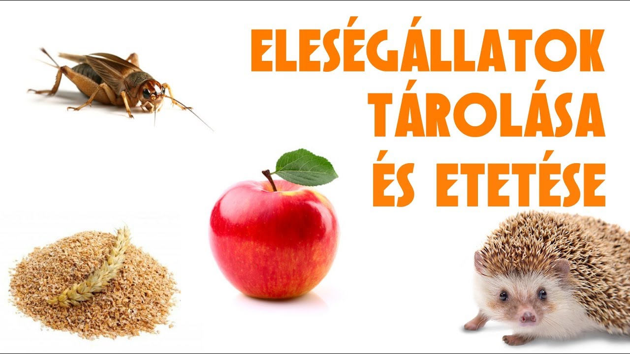 Eleségállatok tárolása és etetése - #4 Élőeleség törpesünöknek sorozat