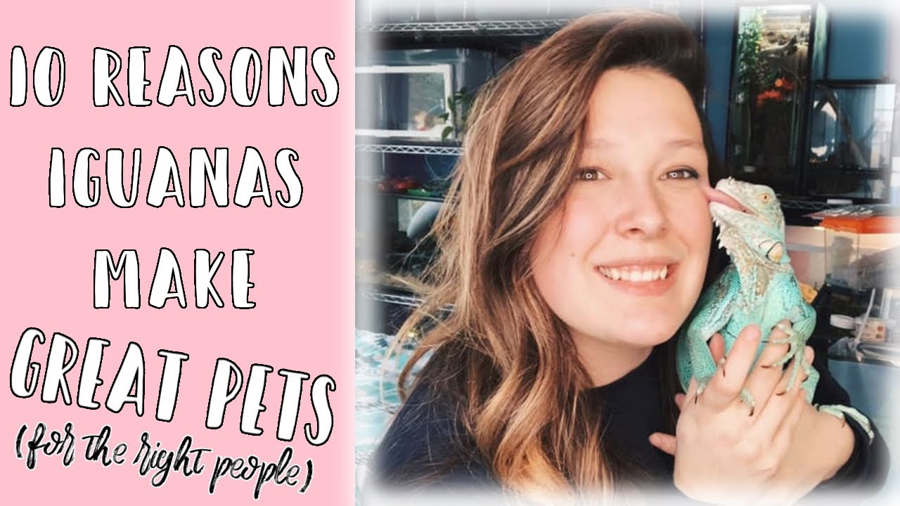 10 Reasons Iguanas Make Great Pets (For the Right People!)