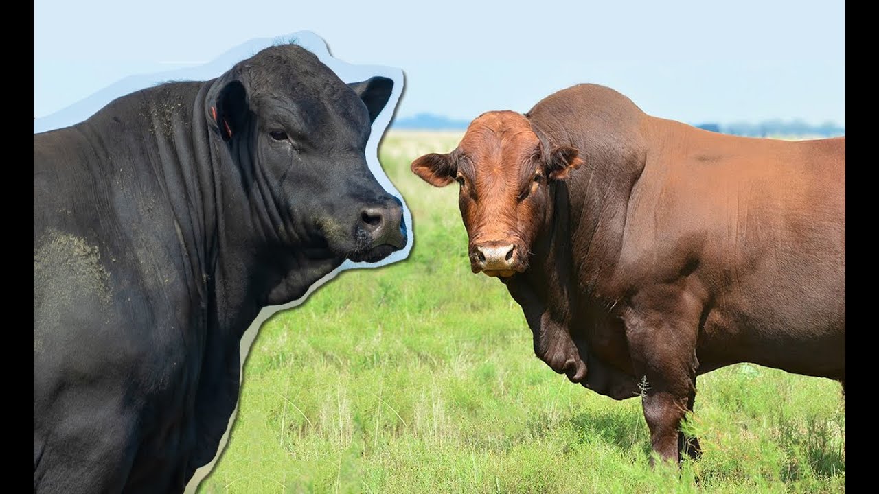 Brangus ou Bonsmara: Quem é top heterose nesse duelo?