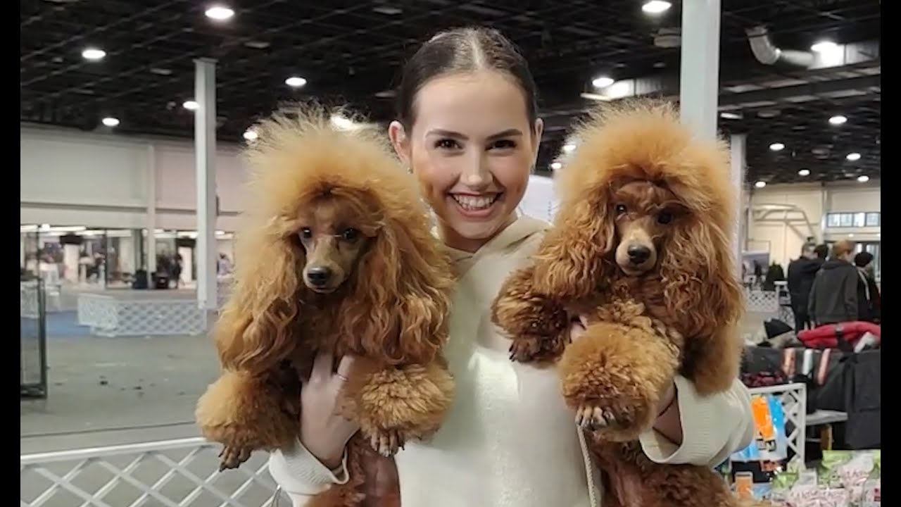Winterdogshow FeHoVa 2023 Budapest!