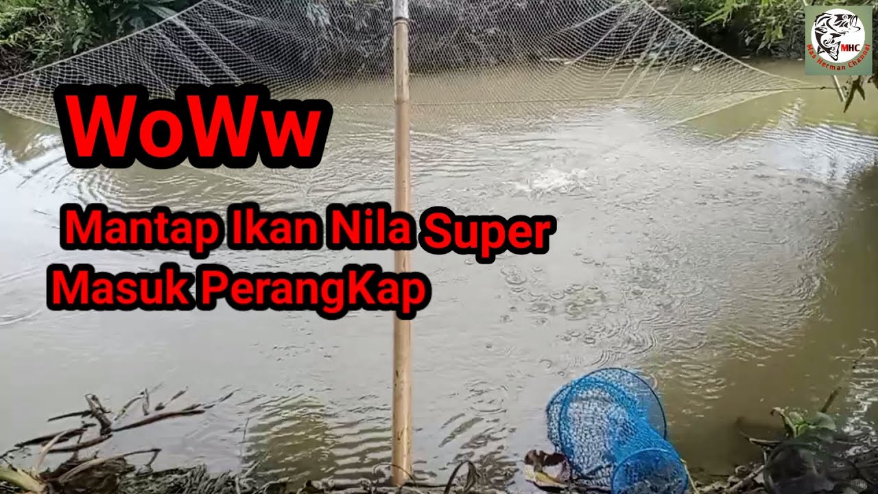 TERBUKTI! SANGAT MUDAH DAPAT IKAN NILA  MENGGUNAKAN ANCO DI ALIRAN SAWAH ( 