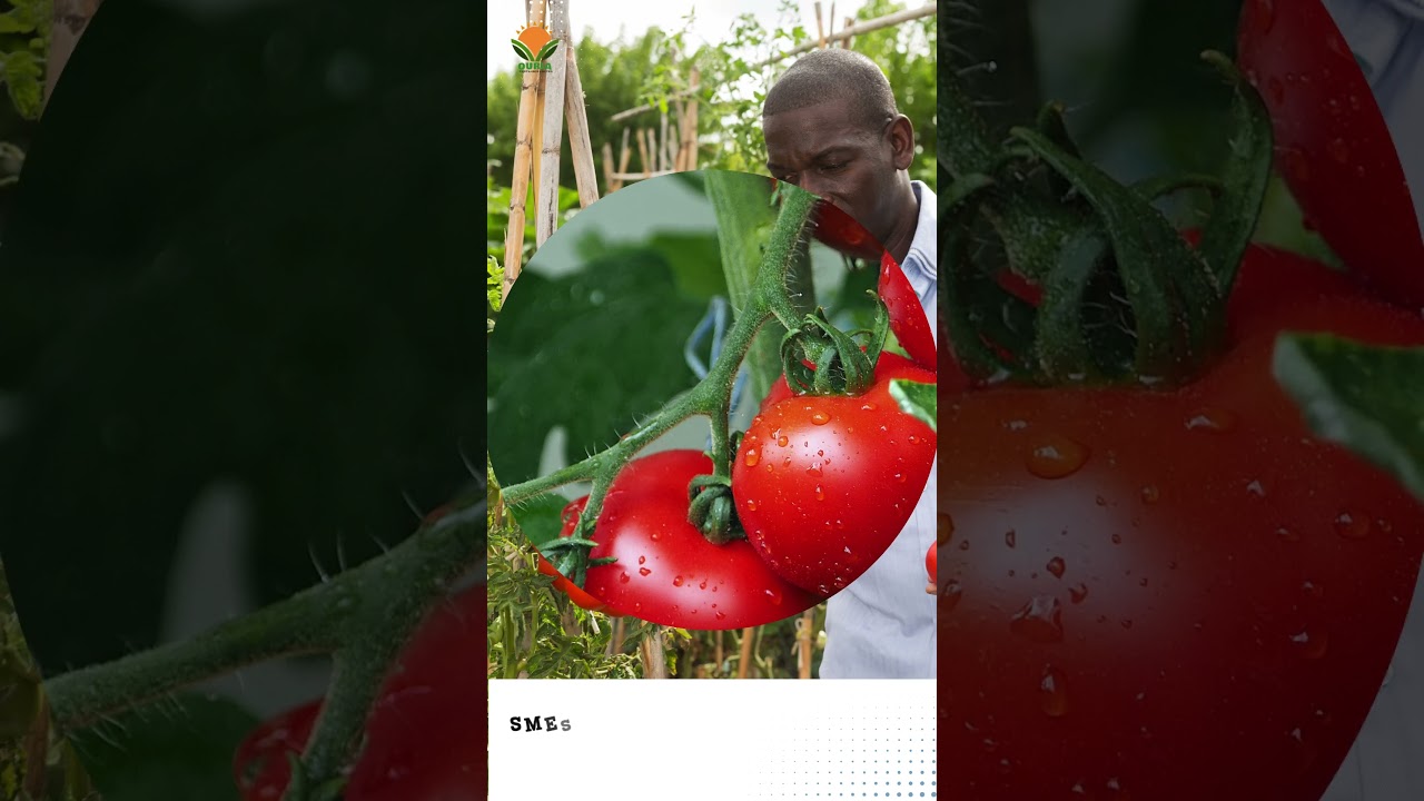 TOMATO FARMING IN NIGERIA:UNLOCKING THE RED GOLD_OURIA VIDEO SHORTS