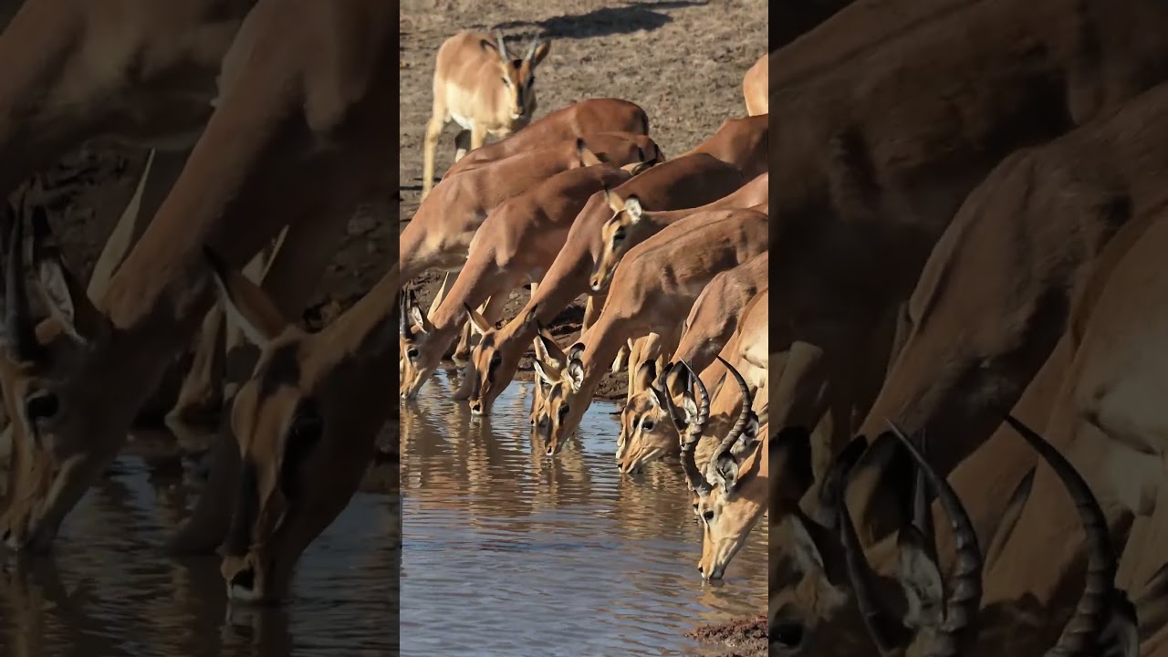 Impalas at Etosha National Park in Namibia.